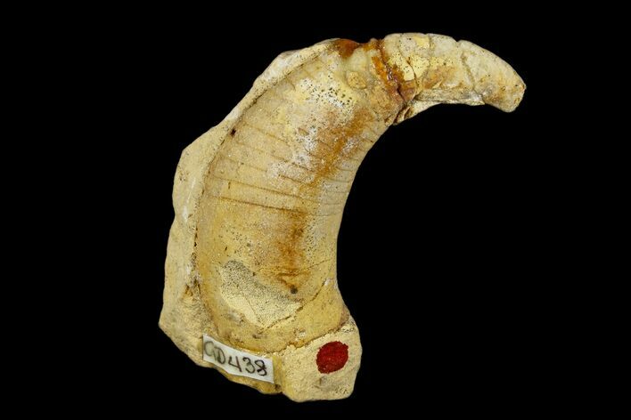 Ordovician, Oncoceratid (Beloitoceras) Fossil - Wisconsin #173942
